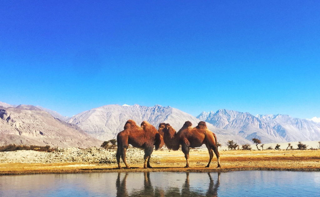 8D / 7N Leh Tour Package