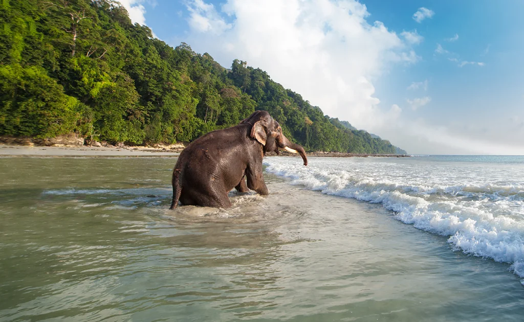 5D / 4N Andaman & Nicobar Tour Package